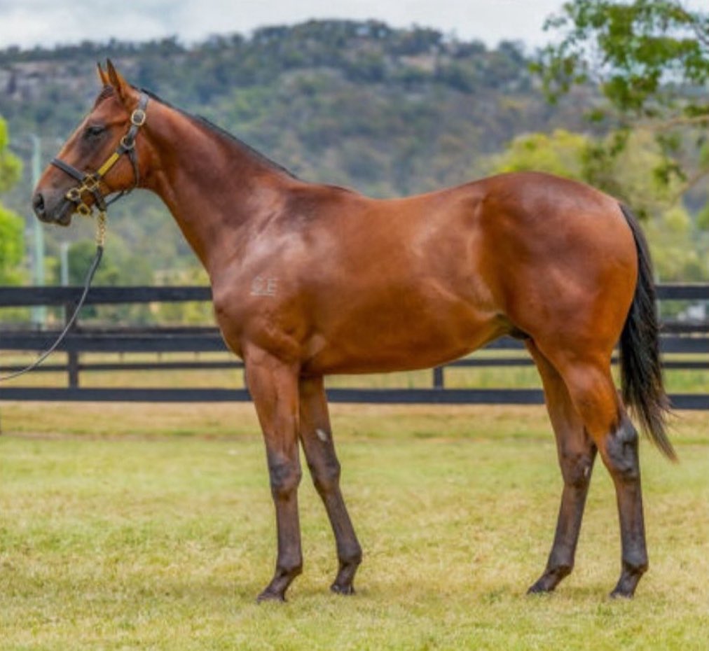 Strong Bloodstock tweet media