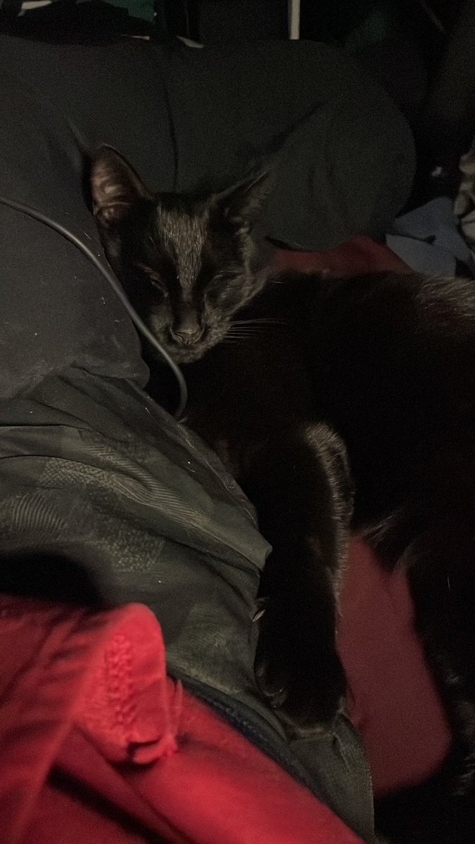 Update. He now loves me. And we snuggle regularly