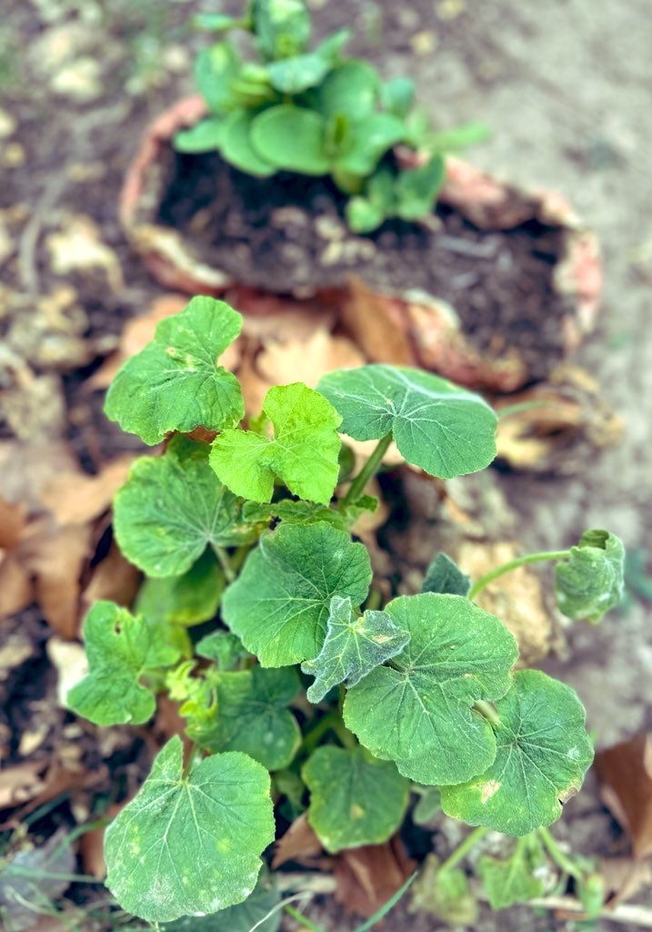 Cable Elementary tweet media