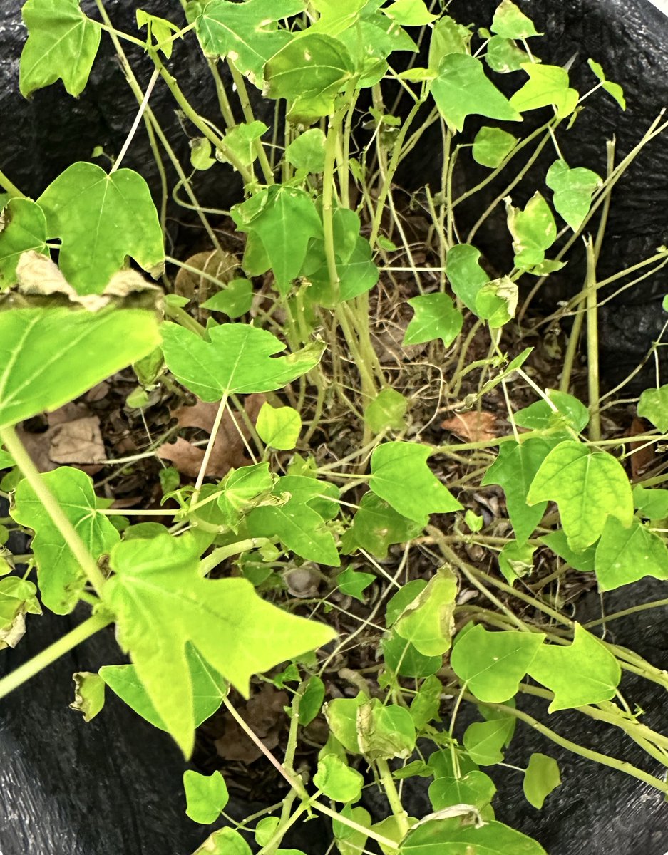 Cable Elementary tweet media