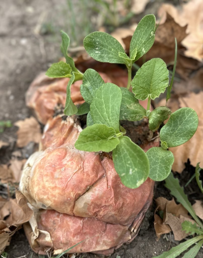 Cable Elementary tweet media