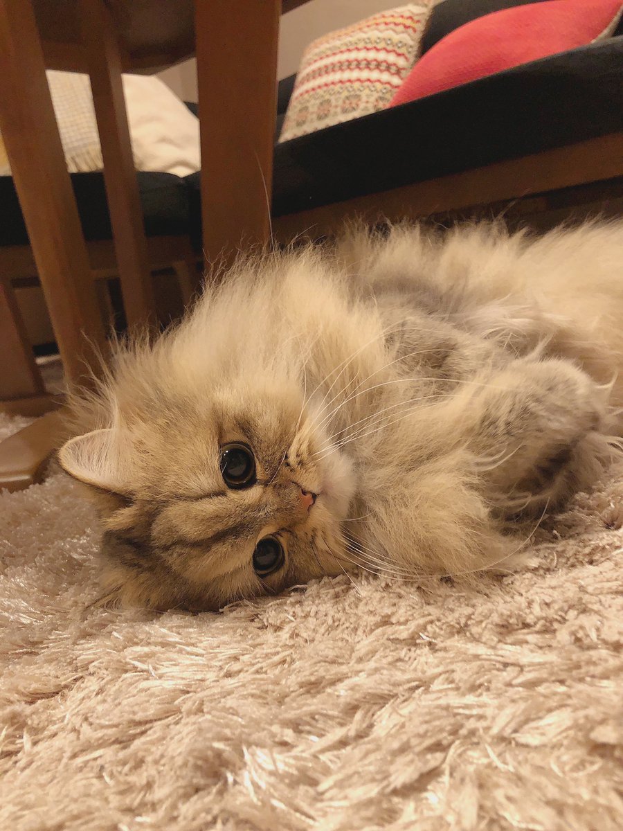UphQepCv8J's tweet photo. お腹 いっぱいパピ🐱 https://t.co/IOKRHtlQFQ
