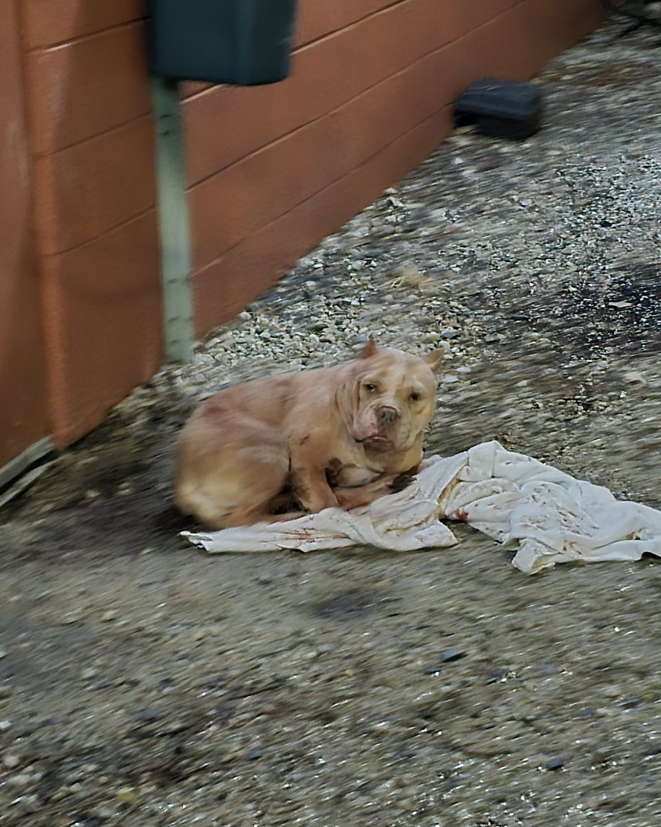 PAWSChicago tweet media