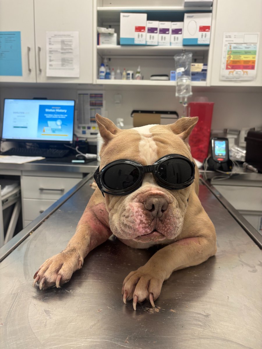 PAWSChicago tweet media