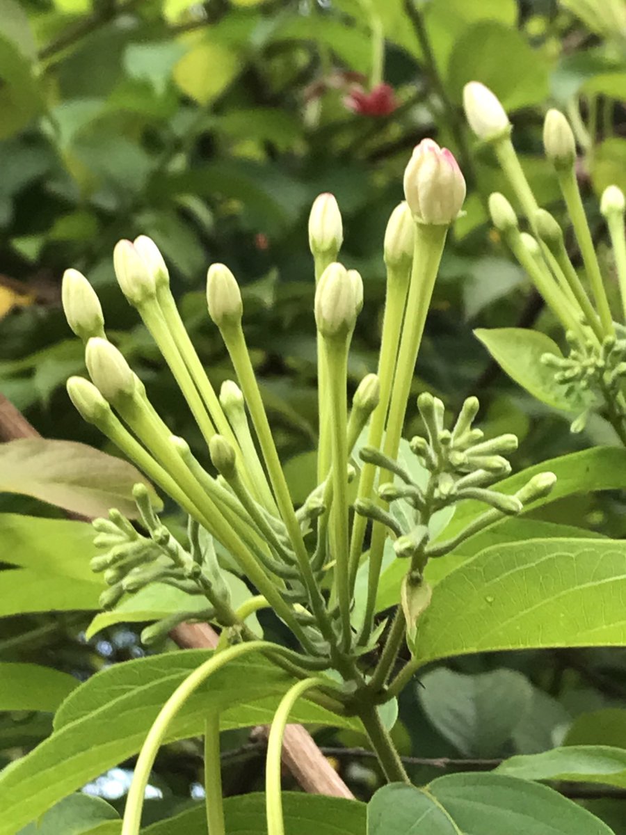RanchodoSol's tweet photo. @Grampa1950 Thank you. The Rio de Janeiro Botanical Garden shows the diversity of Brazilian and foreign flora. It is stunning!

I love the subtle beauty of minimalism in photography. https://t.co/TZ26bTALfB