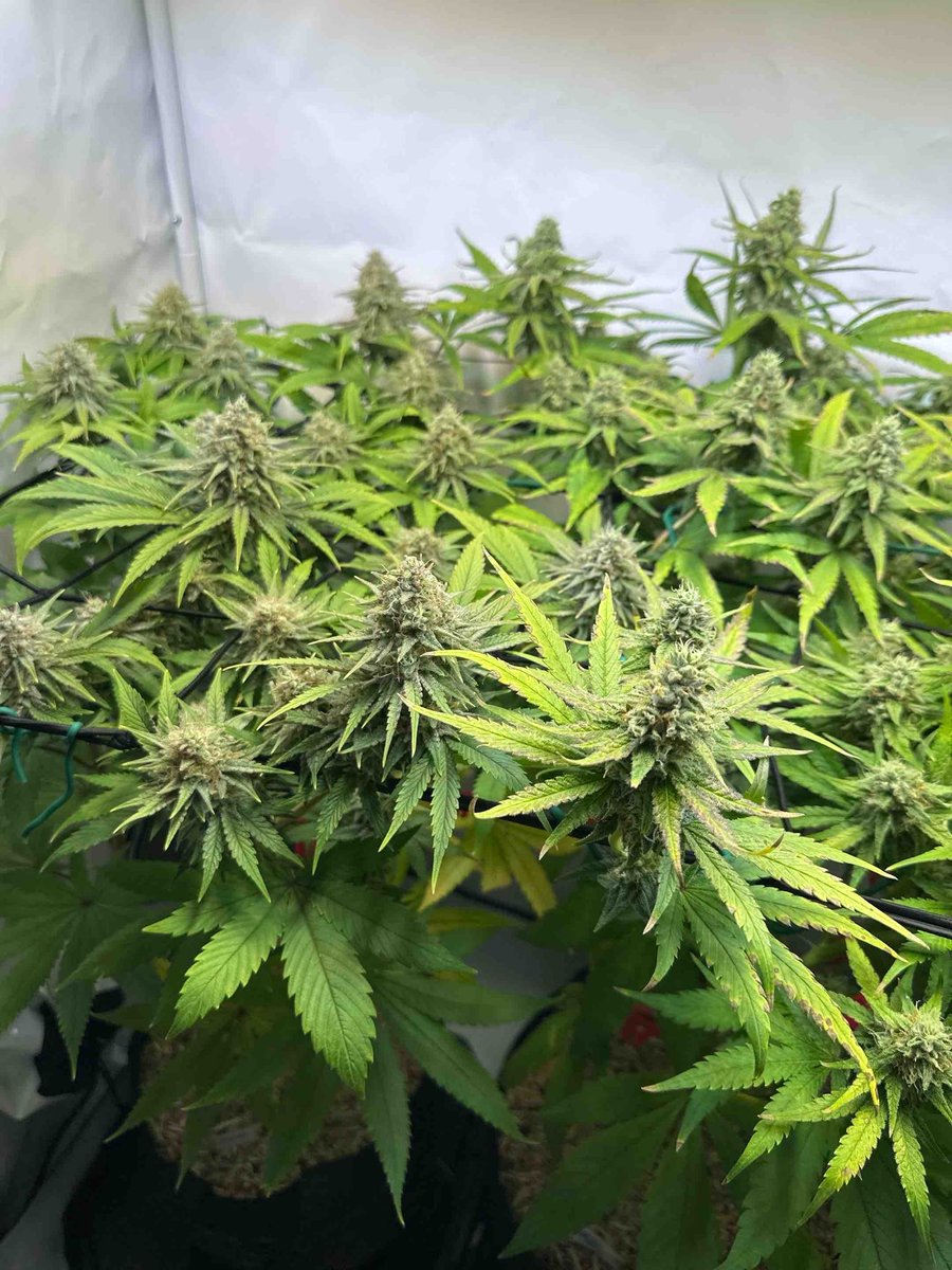 Noch ca. 2 Wochen meine 3 Pflänzchen. 🙂
Links Biscotti, Mitte Lemon Power Haze, rechts Hindu Kush
