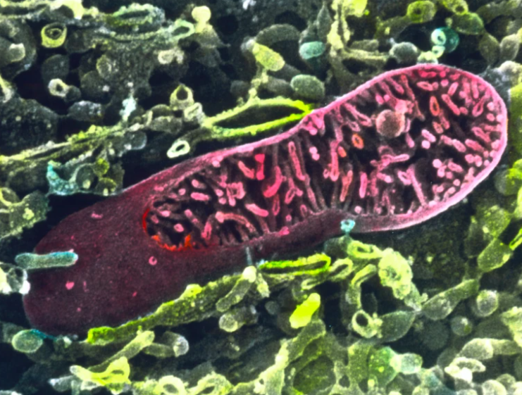 藻類農園FARMO tweet media