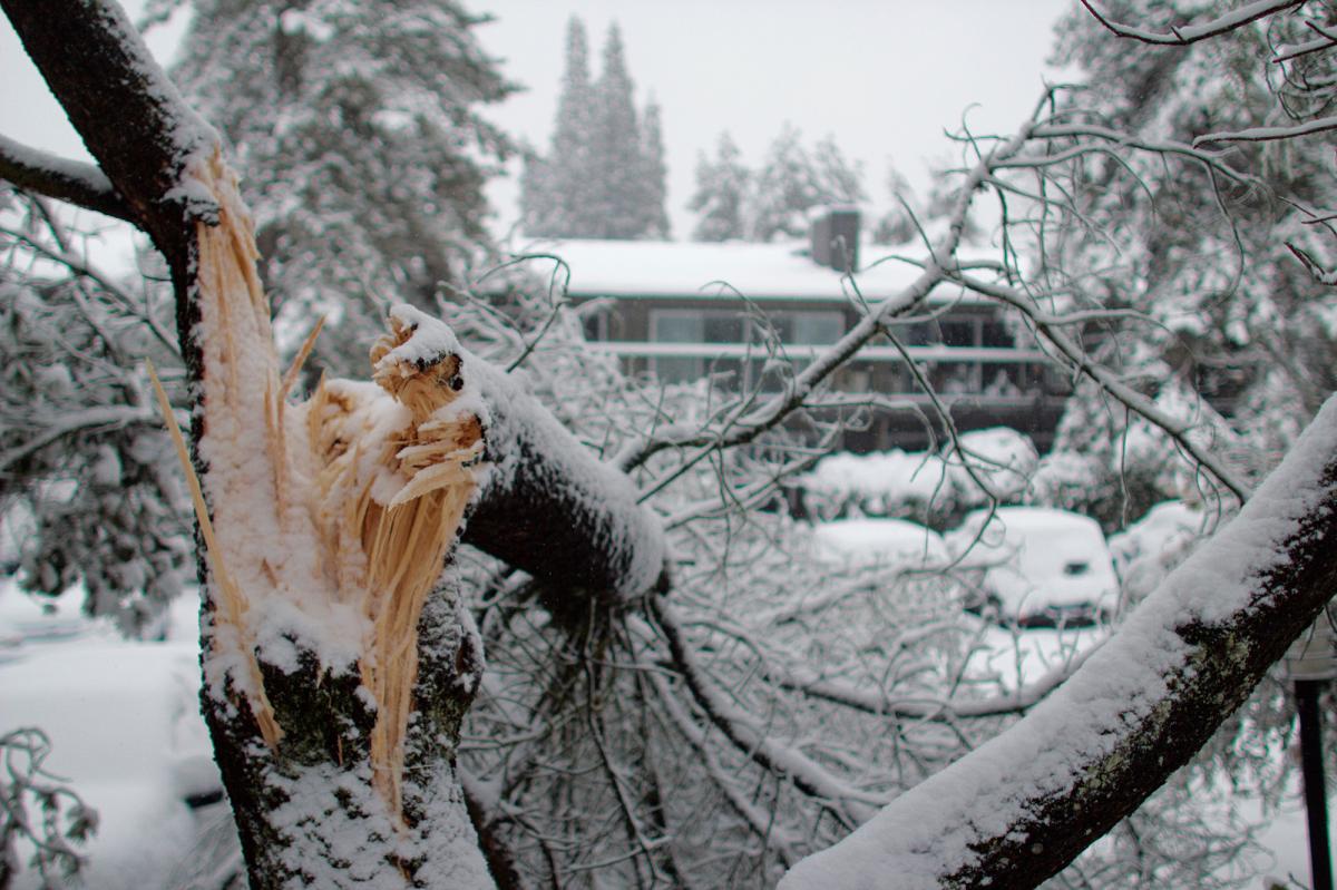 nypost's tweet photo. Meteorologists warn of ‘exploding trees’ as brutal cold snap expected to usher in subzero temps https://t.co/pT6U9O9jwK https://t.co/4l8qwTNyrG