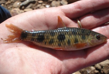 Zootaxa's tweet photo. A #newspecies of #Leporinus (#Characiformes: #Anostomidae) from the rio Jequitinhonha, eastern #Brazil
#taxonomy
https://t.co/gkTTzcuWc1 https://t.co/qlSpPyGZrm