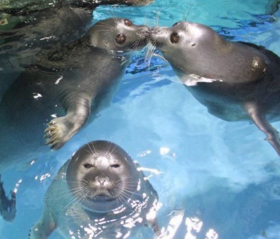 how do i introduce love into my chud’s life