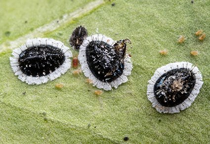 Zootaxa's tweet photo. A review of the #whitefly genus #Aleurocanthus Quaintance & Baker (#Hemiptera: #Aleyrodidae) from #China, with description of two #newspecies and two #newrecords
#taxonomy
https://t.co/5orYsG1LIr https://t.co/lJAug1Xldy