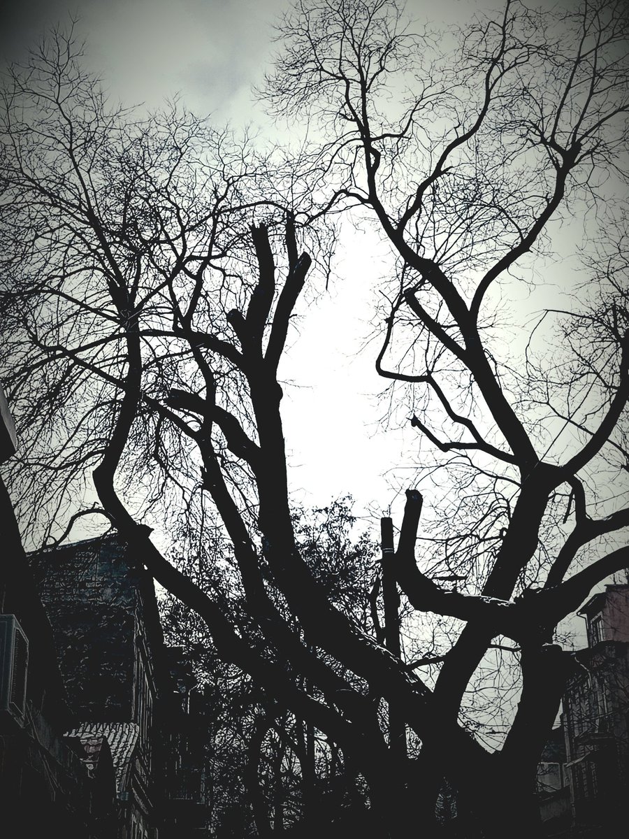 Катерина Галич tweet media