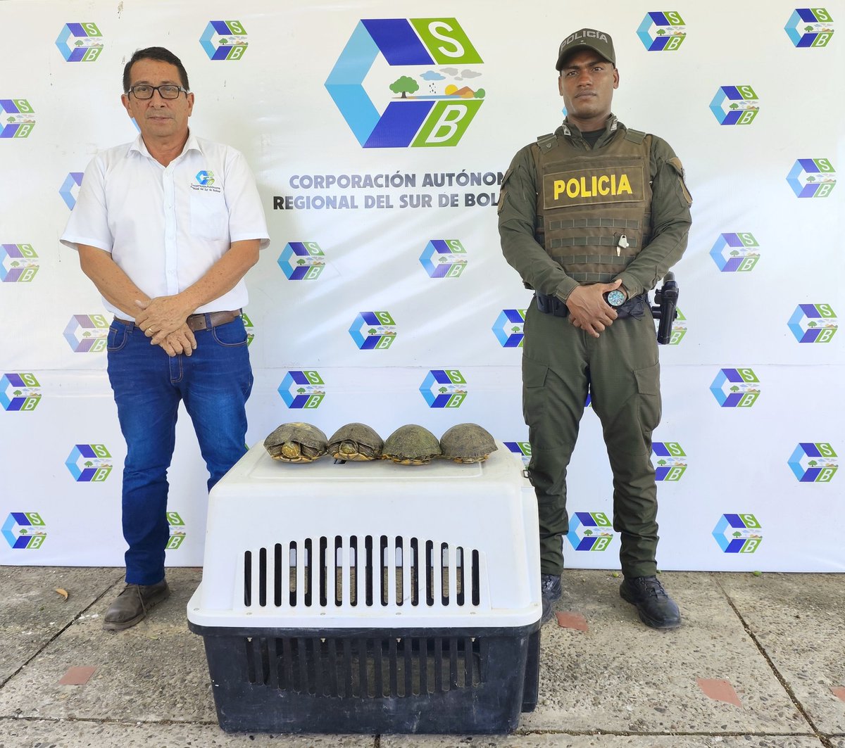corpocsb's tweet photo. 🐢 La @PoliciaColombia incautó 35 hicoteas en operativos realizados en Magangué y Mompox.
Los animales fueron entregados a la CSB para su valoración y posterior liberación.
Esta especie está en grave riesgo por la caza y el consumo indiscriminado. https://t.co/QIj5MXjWWT