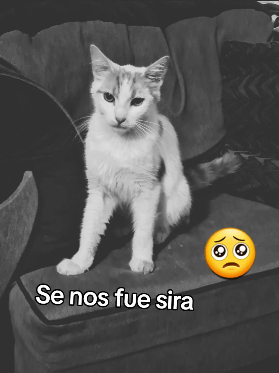 Que triste perder un hijo michi 😞