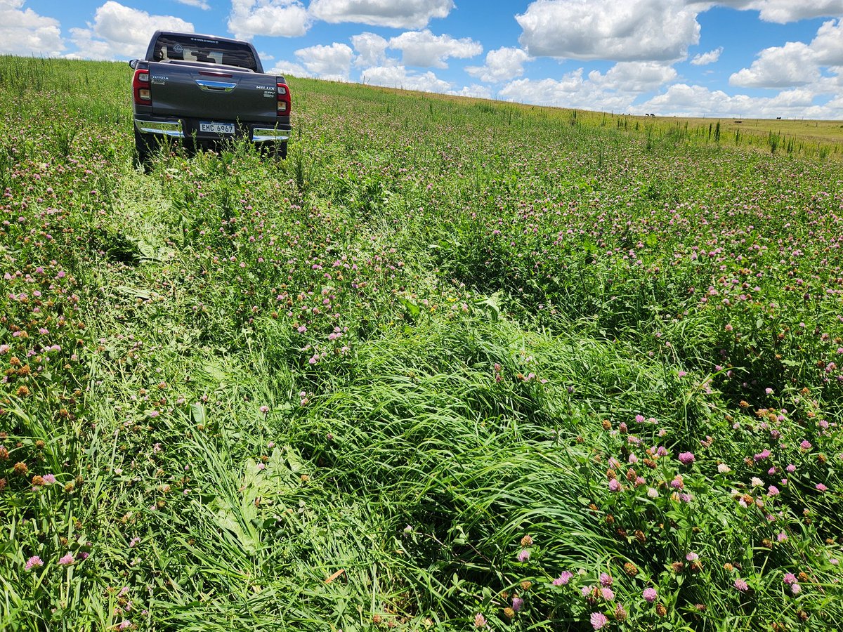 SerkanSemillas's tweet image. Mix Pradera Premium 🌱☘️ con una calidad superlativa en pleno verano al 20 de enero, campos de laderas del noreste en Aceguá, Cerro Largo.

Compuesta por festuca Aprilia + dactylis Lazuly + achicoria RGT Punter que se mantienen vegetativas llegando 100% HOJAS 🙌 sin tallos hasta…