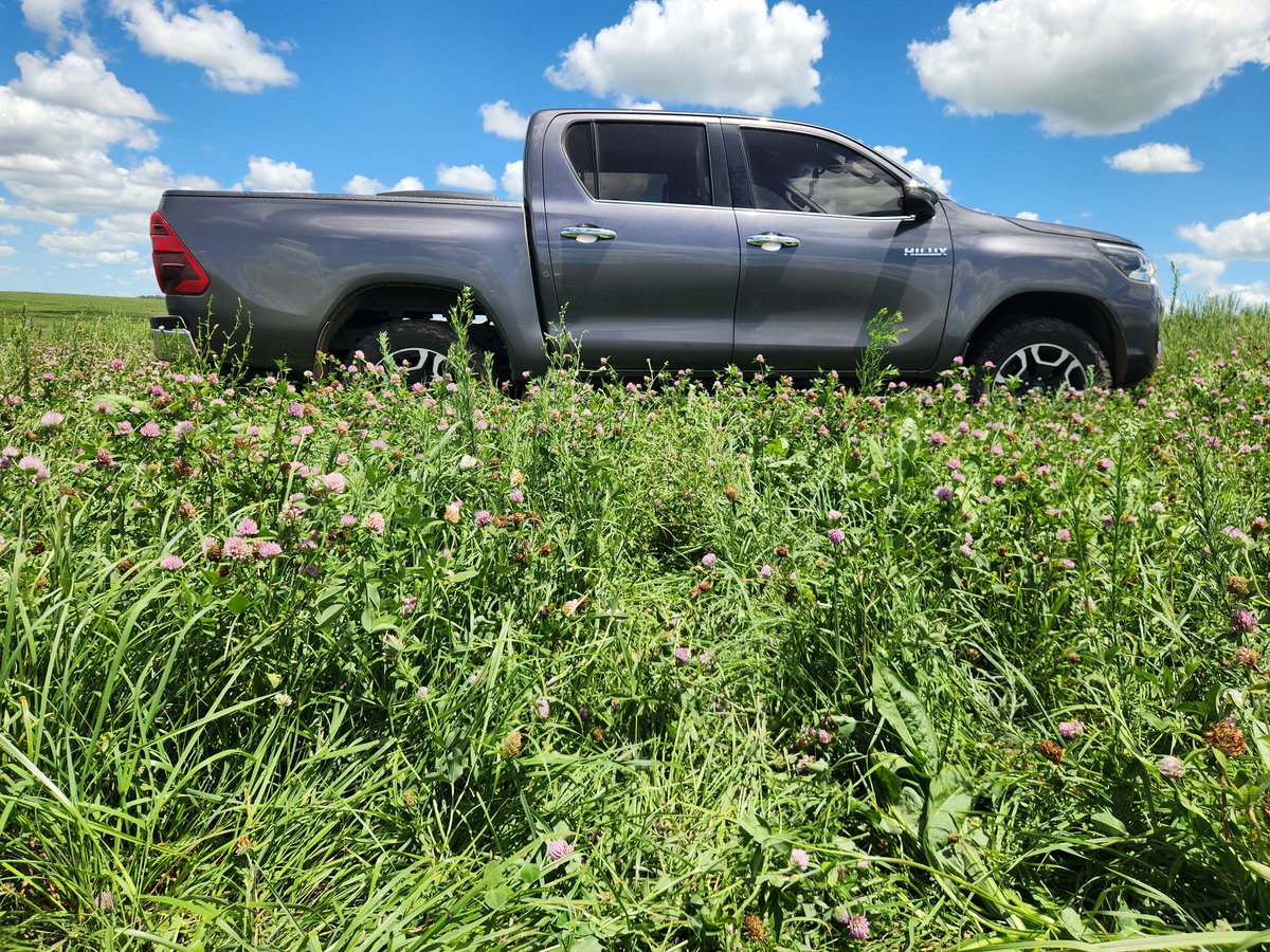 SerkanSemillas's tweet image. Mix Pradera Premium 🌱☘️ con una calidad superlativa en pleno verano al 20 de enero, campos de laderas del noreste en Aceguá, Cerro Largo.

Compuesta por festuca Aprilia + dactylis Lazuly + achicoria RGT Punter que se mantienen vegetativas llegando 100% HOJAS 🙌 sin tallos hasta…