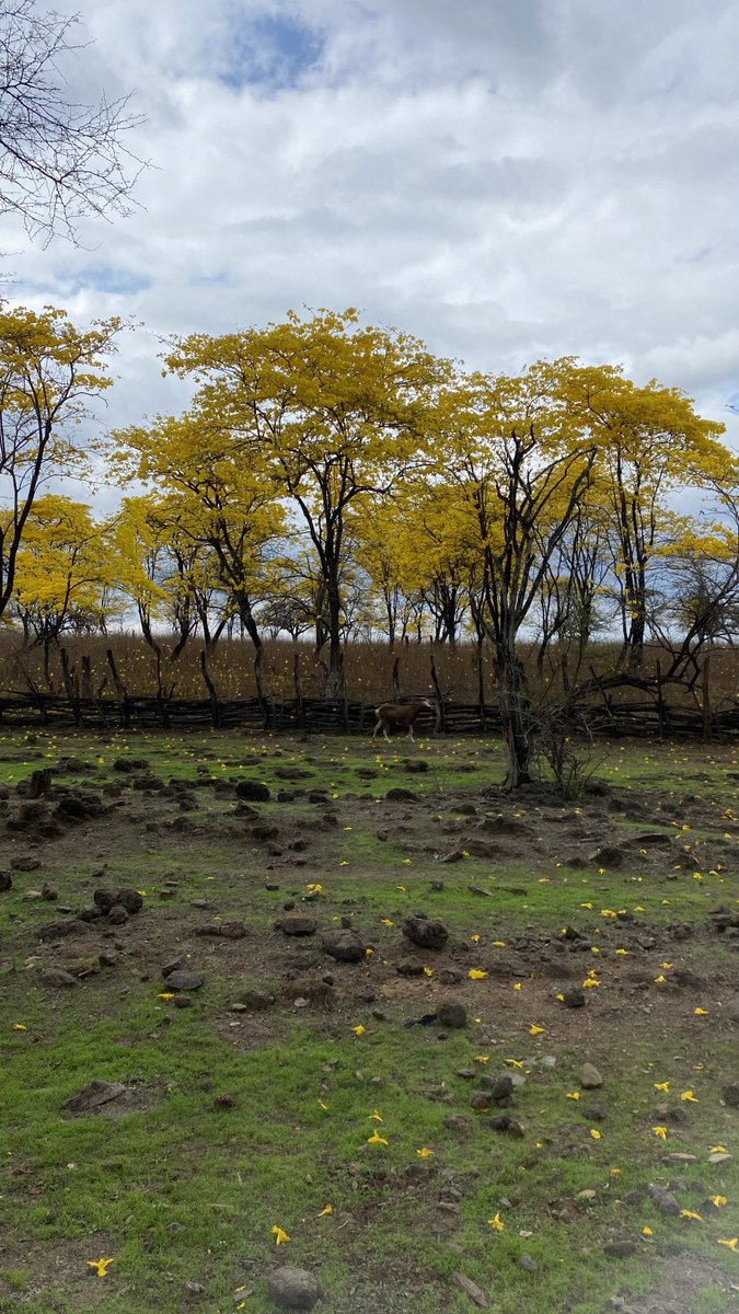 Pabloarturo81's tweet photo. El bosque seco es uno de los ecosistemas más amenazados en Ecuador, y su último gran reducto está  en Loja. El florecimiento de los guayacanes es un suceso que recomiendo a todo aquel que disfrute de la naturaleza. Lo he visto 3 veces y nunca decepciona https://t.co/1ibI00EaSr