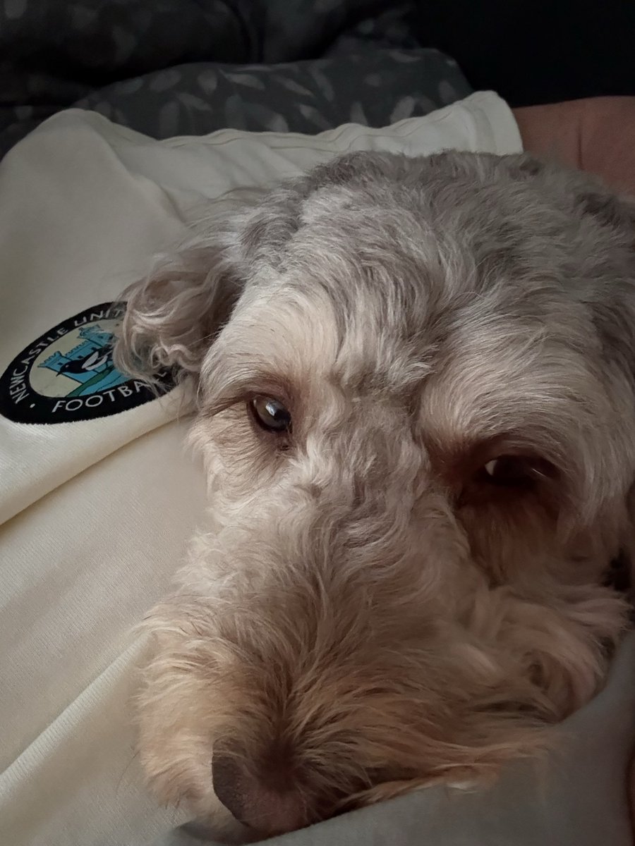 Dave the Doodle Dog 🐾 tweet media