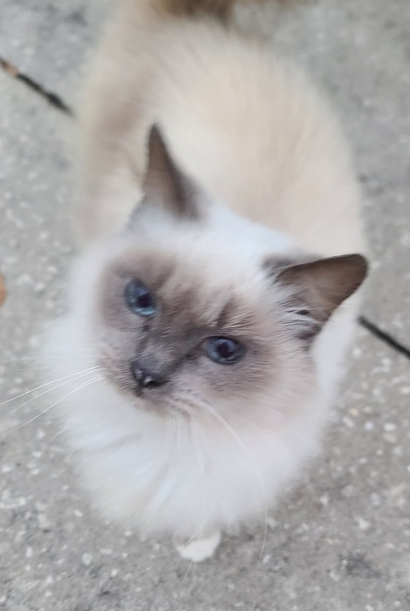 SkynyLynyrd's tweet photo. God bless the lady who saw me feeding my feral cat friends tonight. She thanked me for taking care of them and insisted I take some money for their food. There are still some kind caring people left in our world. https://t.co/qEJk6xF4HL