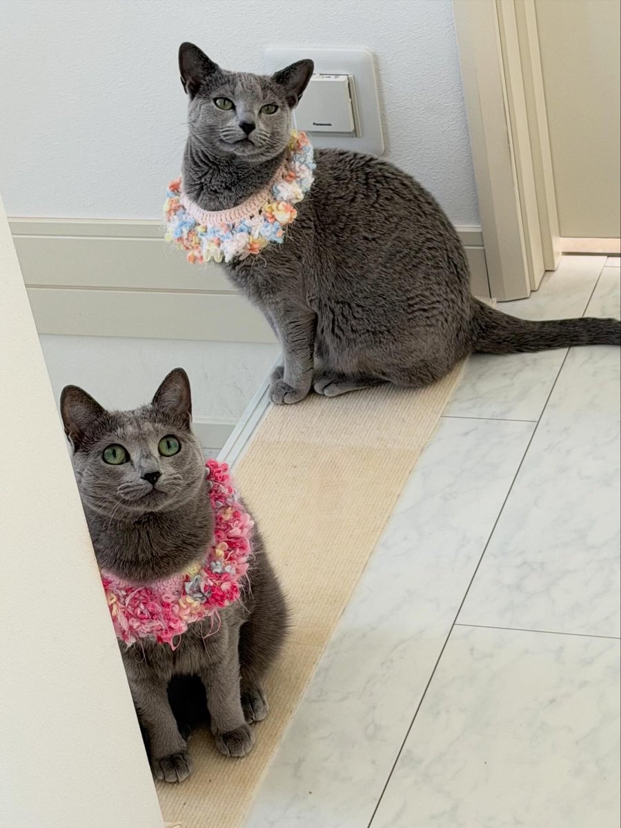 LisaLisa200601's tweet image. おはニャン🐈🐈

#ねこ
#ロシアンブルー
#リサリサとリリー
#ねこのきもち