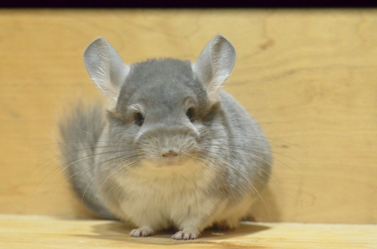 chinchillarode2's tweet photo. เด็กๆที่ฟาร์ม คร้าบบบบ

ช่องทางหน้าโปรไฟล์คร้าบบ

#chinchilla #สัตว์เลี้ยง #ฟาร์มชินชิล่า #ชินชิล่า #ชินชิลล่า #ขายชินชิล่า https://t.co/8sFHuRlmx2