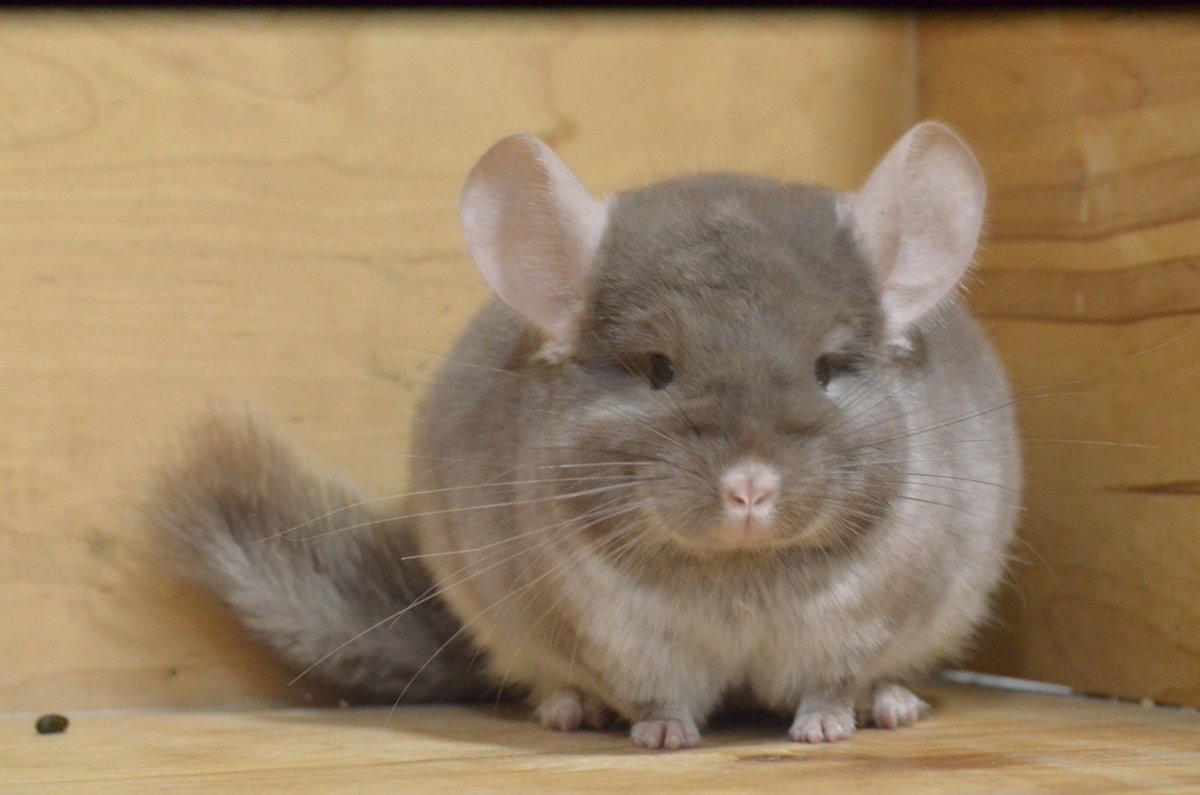 chinchillarode2's tweet photo. เด็กๆที่ฟาร์ม คร้าบบบบ

ช่องทางหน้าโปรไฟล์คร้าบบ

#chinchilla #สัตว์เลี้ยง #ฟาร์มชินชิล่า #ชินชิล่า #ชินชิลล่า #ขายชินชิล่า https://t.co/8sFHuRlmx2