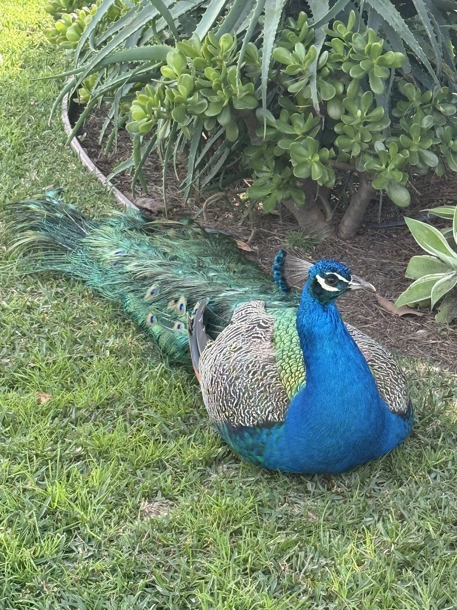 Jeff Leavell tweet media