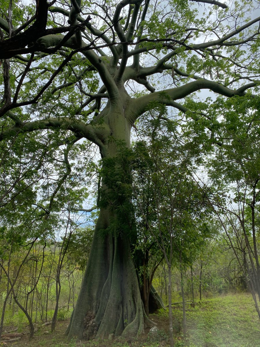 Este año acampé en el refugio de Naturaleza y Cultura en Cazaderos. Es genial lo que ellos hacen por esa parroquia. Llevan adelante un proyecto de conservación con una visión que busca mejorar la economía del lugar de manera diferente, respetando su entorno e historia