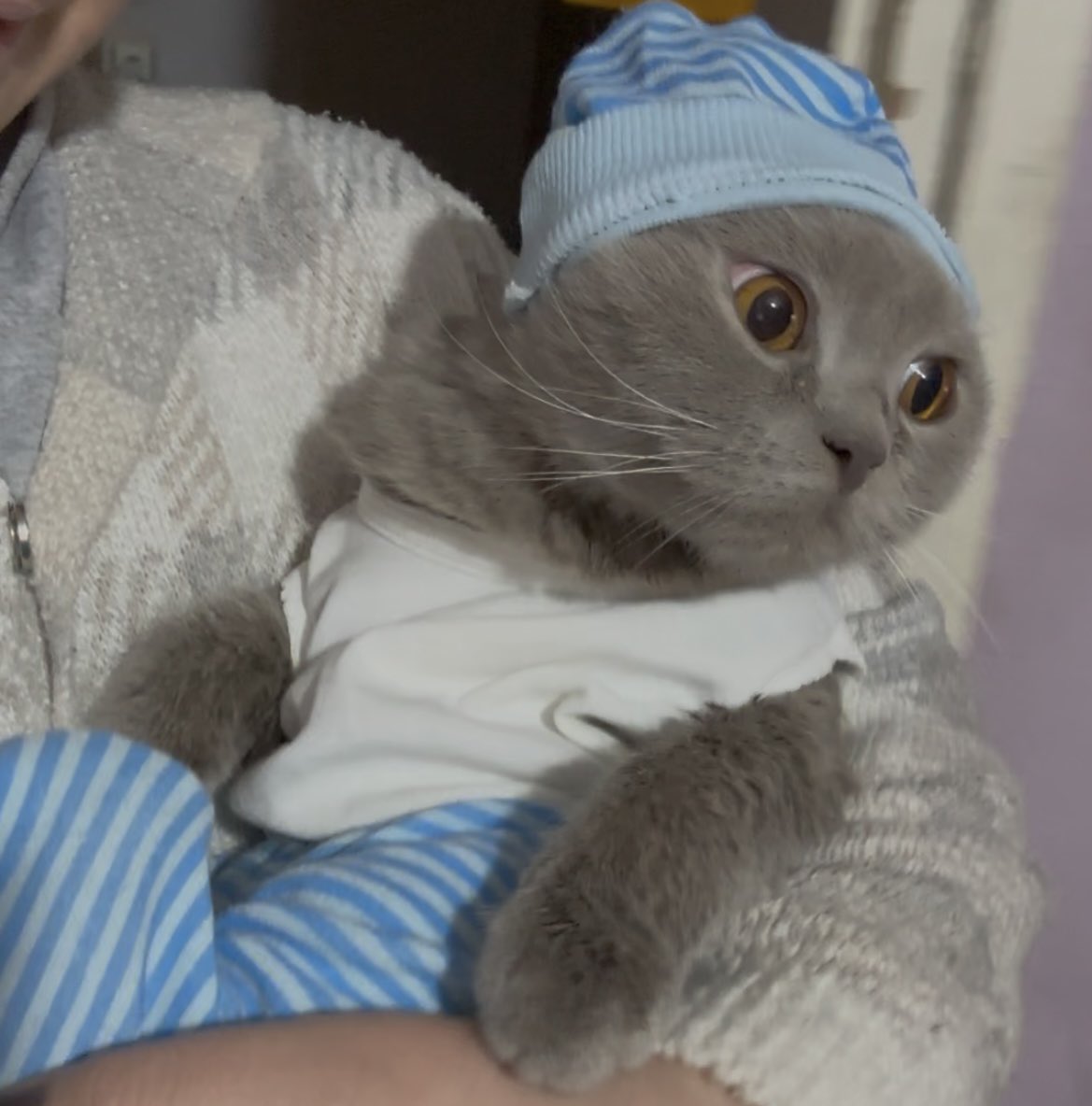 Cabuk benim ogluma bakın