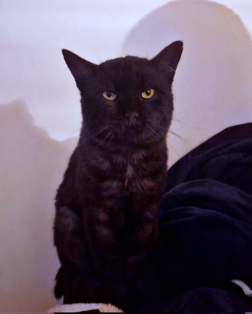 NFTJackhammer's tweet photo. @killeracid 17 years old 🖤🐈‍⬛️ DM me ser (@hudavlvt here - we talk on @farcaster_xyz 🟣
@killeracid 🔪🟡 https://t.co/IW5Om7KvMO