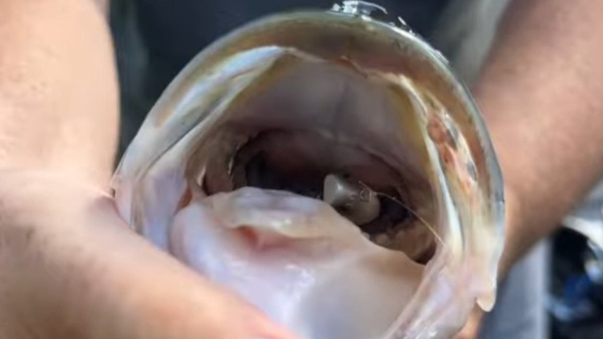 This Time of Year It Might Be!
youtu.be/dtdp46rp8cw

#jerkbait #winterfishing #bassfishing #bassfishingvideo #fishing #winterfishingtips #largemouthbass #fishingtips #bassgeek