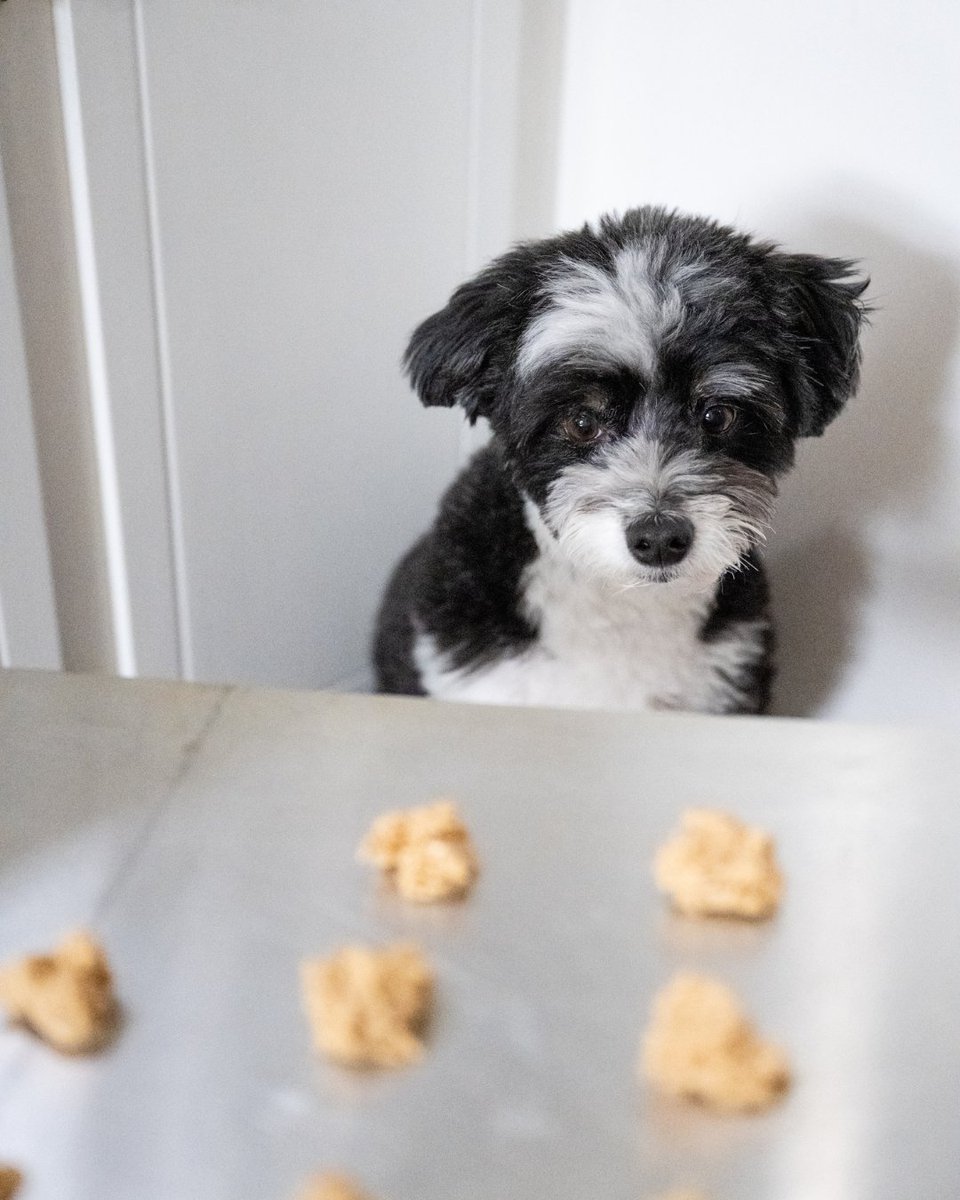 The treats: 🍪  Me: 👁️👄👁️
