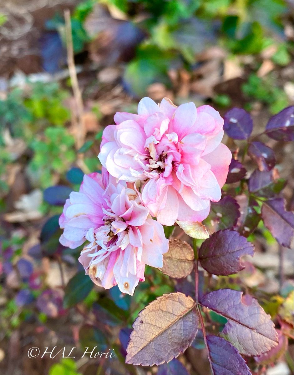 HALHoriiart's tweet image. 🌹🍂
#flower #nature
#NaturePhotography