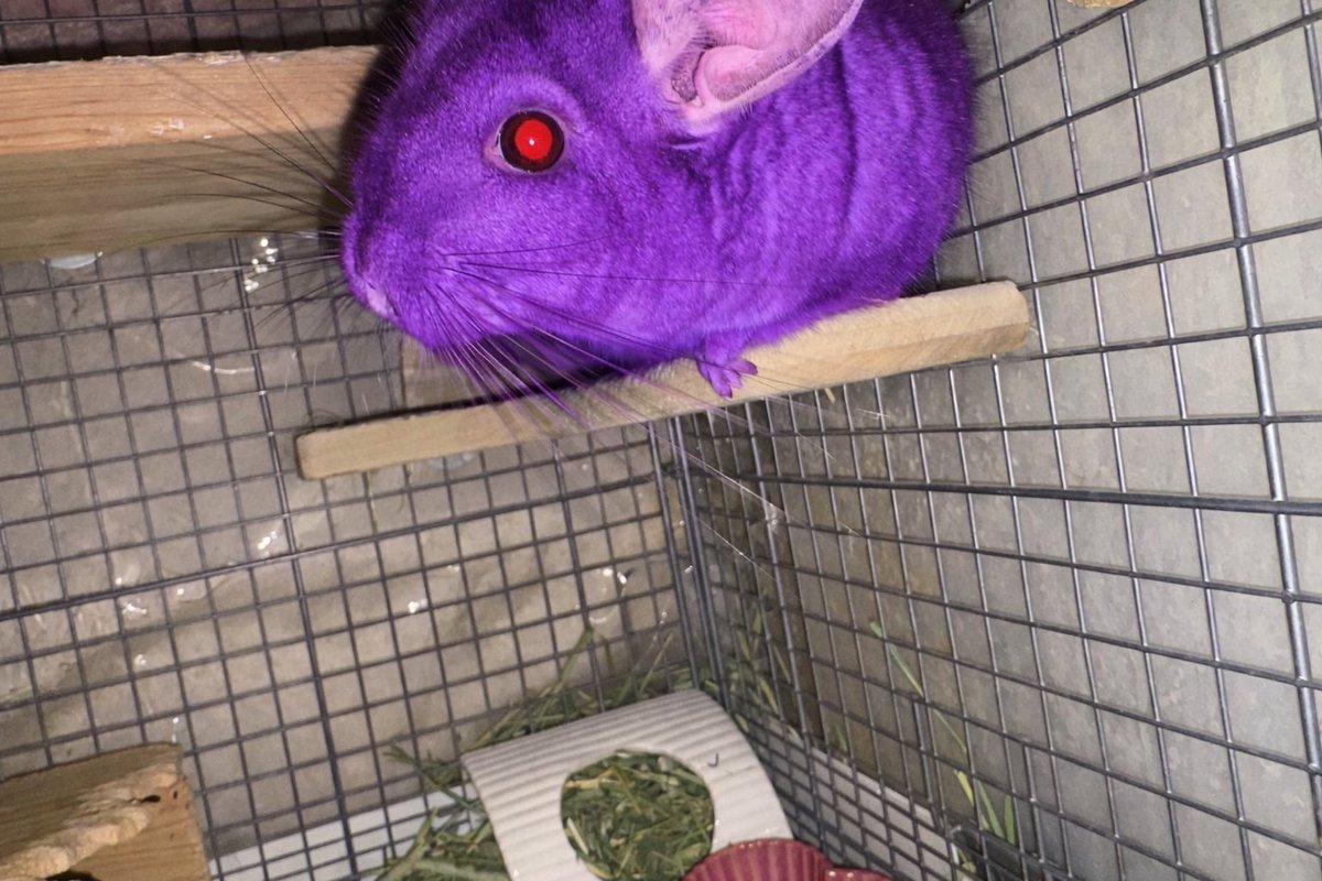 Post by ジュリエッタ on X: チラズアートねえ