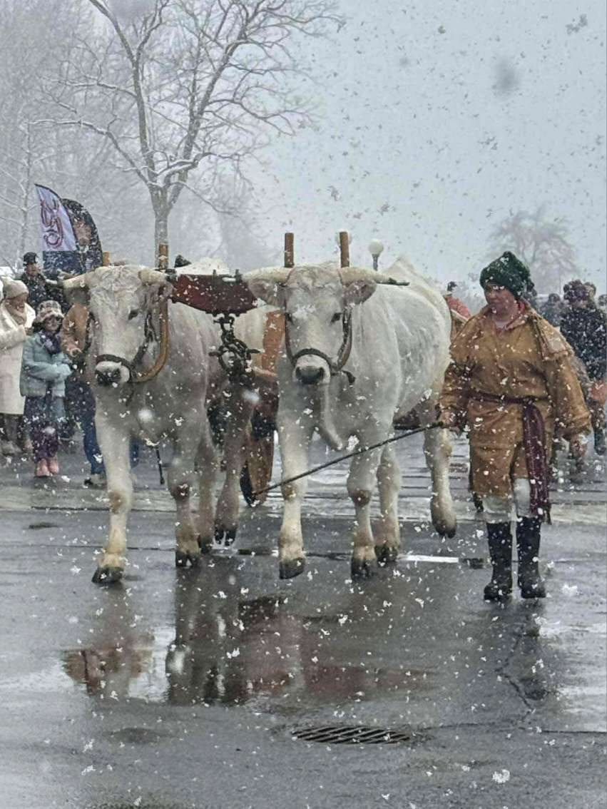 Today is the 250th anniversary Henry Knox and his noble train of artillery marching into Cambridge, MA. They'd traversed 300 miles from Ticonderoga to Cambridge, leaving Ticonderoga on Dec 6 after choosing the best 59 cannon and mortars to transport back to Washington and the
