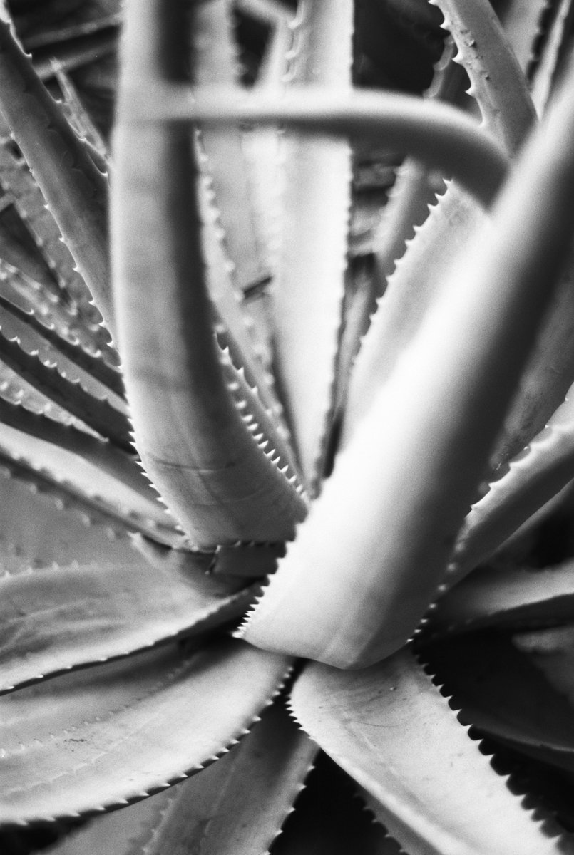 prairie_n_zoyd's tweet photo. The Lotus Eaters
#pentax #film #monochrome #mono #blackandwhite #bnw #35mm #monoblack https://t.co/uYoXSEOtUm