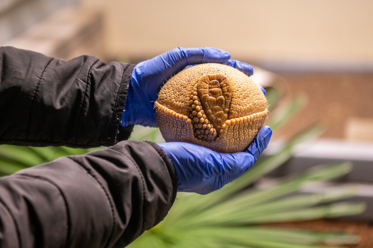 PtDefianceZoo's tweet image. Say hello to our little ball of cuteness! A rare southern three-banded armadillo pup was recently born to proud parents Vespa and Scooter. At just two months old, this tiny newcomer marks only the second healthy armadillo pup born at the Zoo in our 121-year history, making this…