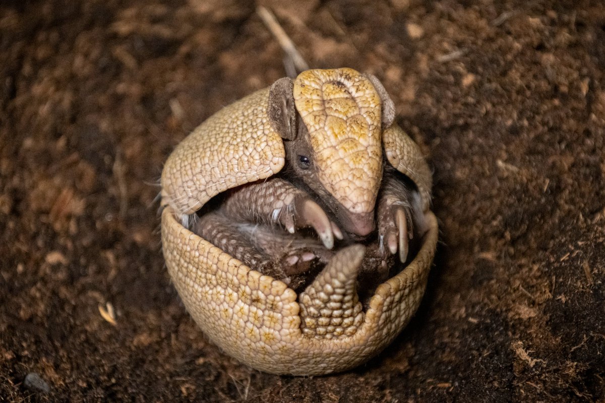 PtDefianceZoo's tweet image. Say hello to our little ball of cuteness! A rare southern three-banded armadillo pup was recently born to proud parents Vespa and Scooter. At just two months old, this tiny newcomer marks only the second healthy armadillo pup born at the Zoo in our 121-year history, making this…
