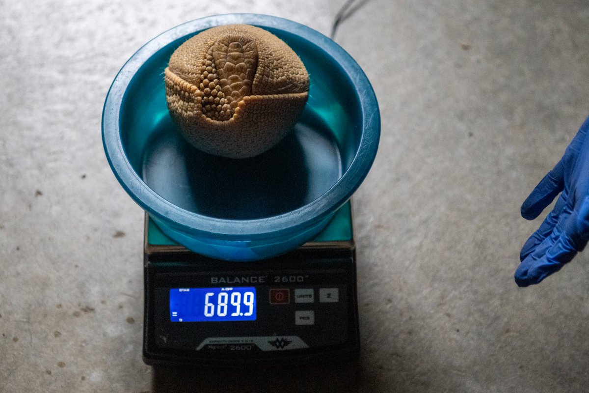 PtDefianceZoo's tweet image. Say hello to our little ball of cuteness! A rare southern three-banded armadillo pup was recently born to proud parents Vespa and Scooter. At just two months old, this tiny newcomer marks only the second healthy armadillo pup born at the Zoo in our 121-year history, making this…