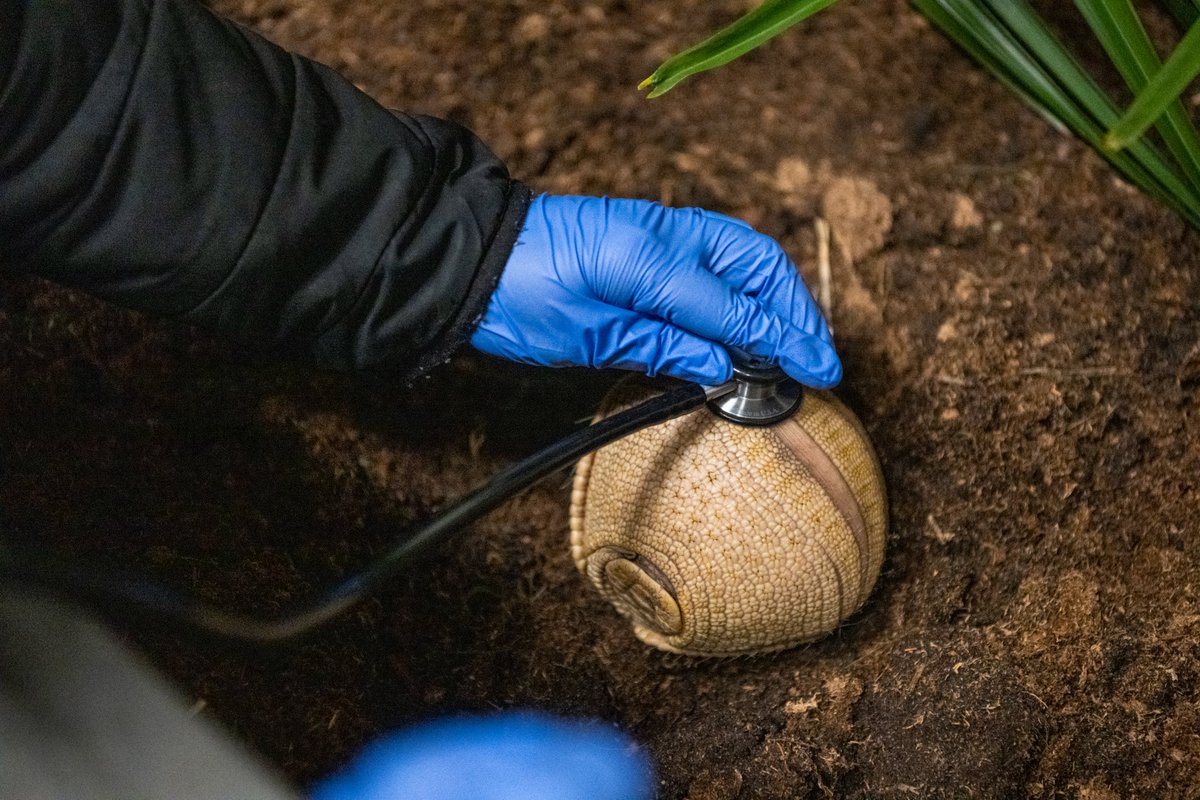 PtDefianceZoo's tweet image. Say hello to our little ball of cuteness! A rare southern three-banded armadillo pup was recently born to proud parents Vespa and Scooter. At just two months old, this tiny newcomer marks only the second healthy armadillo pup born at the Zoo in our 121-year history, making this…