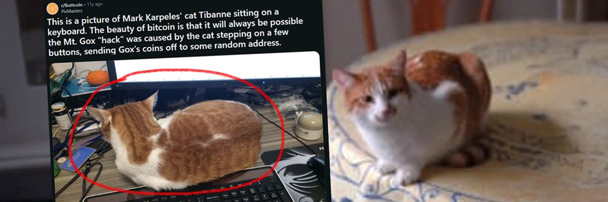 degentintin's tweet photo. DRtvTCzfiKGhCVREmBbZdN9sB8PHeq9KdRZ3VmFhpump

Most people think Buttcoin lore is just satire.

But some of it is very real.

This is Tibanne Thecat.

Also known as $chiefpussy.

11 years ago, a photo surfaced of a cat sitting on a keyboard.

That cat belonged to @MagicalTux of Mt. Gox.

The joke?

Maybe the biggest disaster in Bitcoin history started with a cat pressing the wrong keys.

The meme stuck.

So much that Tibanne became an official board member of the Buttcoin Foundation.

Name, photo, quote.

“Meow.���

Now every Buttcoin post has its favorite board member watching from the sidelines.

A reminder that early crypto was fragile, absurd, and very human.

A cat.

A keyboard.

Unstoppable lore.

$chiefpussy

https://t.co/t3MzDfW1mx

https://t.co/Rt9xeNEm3x