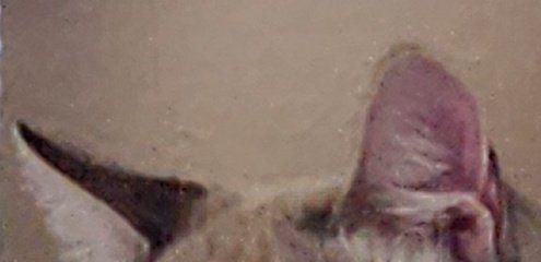 lentil & bowser 🩶 walter & bonkers 🌈 tweet media