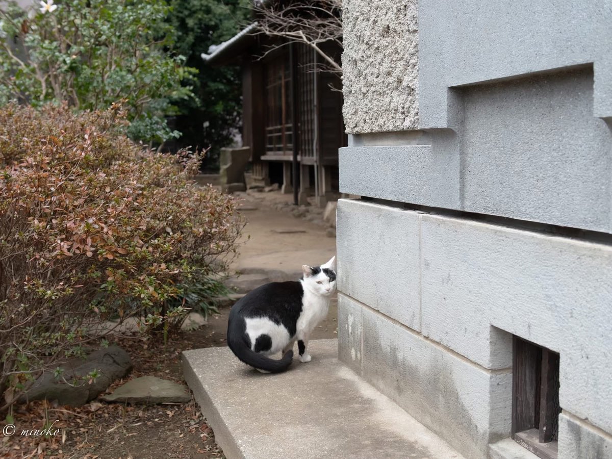 minoko1973's tweet photo. 夏目漱石内坪井旧居にて、その3 https://t.co/DGHv9KUr2C