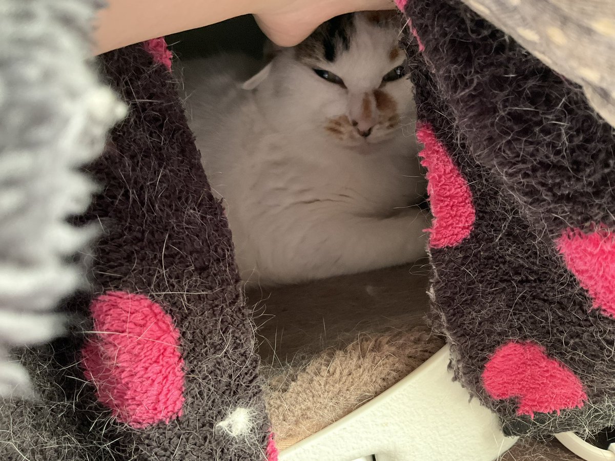 ねこ 81FUFEiKaBL._AC_UF350,