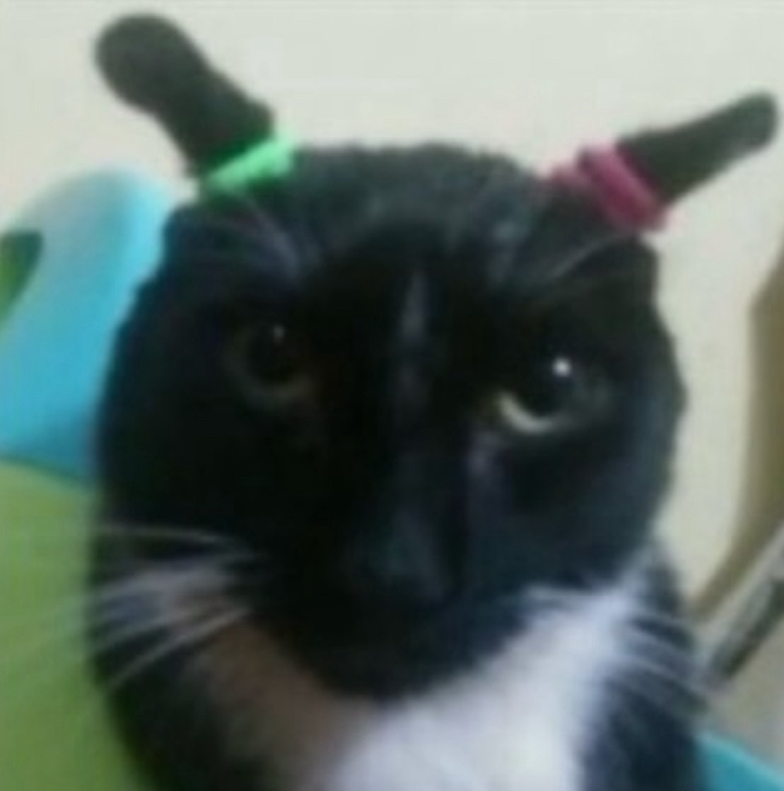 stickydacat's tweet photo. Guess what and its not chicen butt https://t.co/4JiiHKfngs