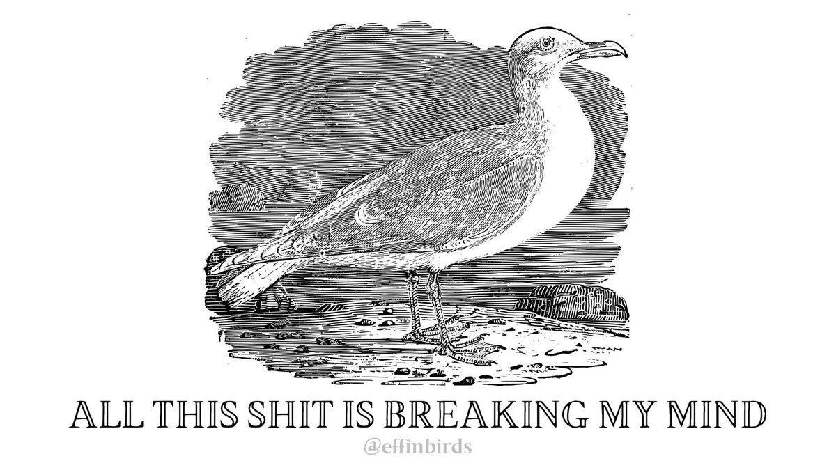 Effin' Birds tweet media