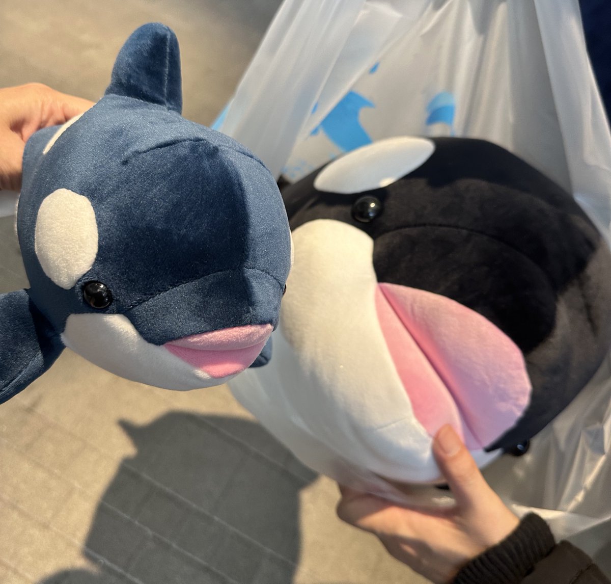 おすし。 (@osushi_108) / Posts / X