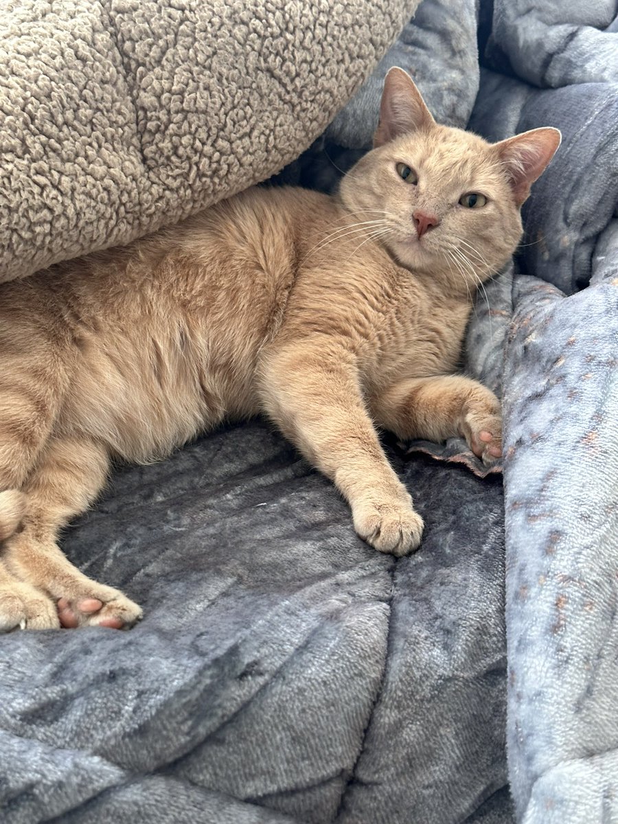 Lightrill1's tweet image. Le pedí a chatgpt que imaginara como se vería mi hijo gato en humano