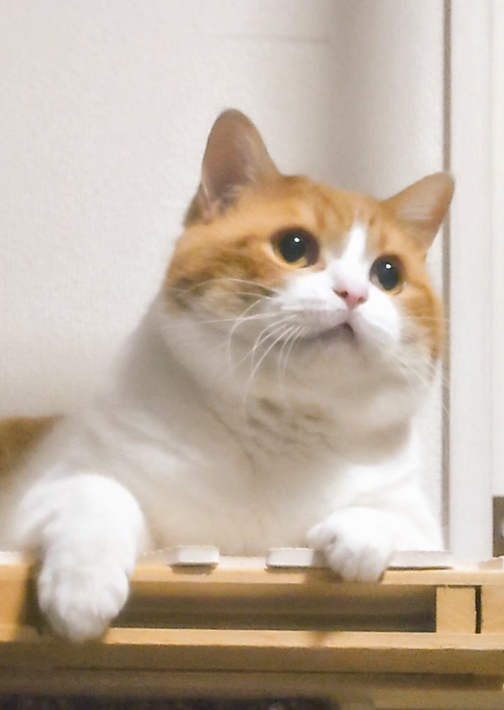 おちゃまる (@ochamarusan0126) / Posts / X