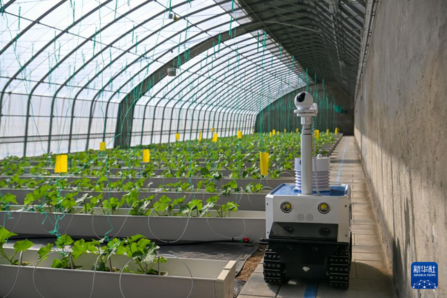 ChinaScience's tweet image. China has launched its first open-source, vertical large language model (LLM) dedicated to the general agricultural sector, marking a significant breakthrough in foundational AI model research and its applications for agriculture in the country.
The model, Sinong, which is named…